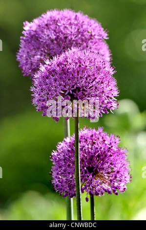 riesige persische Lauch (Allium Aflatunense), ornamentale Allium, Deutschland Stockfoto