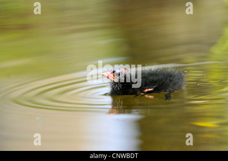 Teichhuhn (Gallinula Chloropus), Squeeker auf Wasser, Deutschland Stockfoto