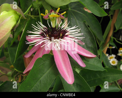 Violett Passionsblume, Blüte Violett Passionsblume (Passiflora Violacea, Passiflora X violacea), Stockfoto