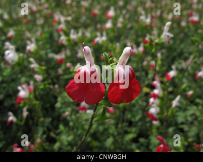 Baby-Salbei, Grahams Salbei (Salvia Microphylla 'Hot Lips', Salvia Microphylla Hot Lips, Salvia 'Hot Lips', Salvia Hot Lips), Blumen, Sorte Hot Lips Stockfoto