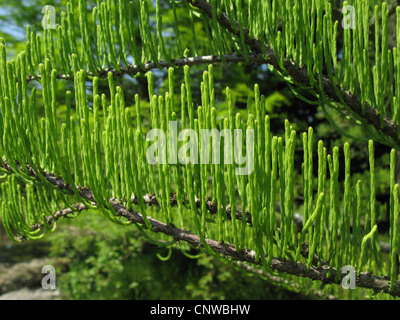 Teich Cypress, Teich Baldcypress (Taxodium Ascendens, Taxodium Distichum var. Imbricatum), Zweige Stockfoto