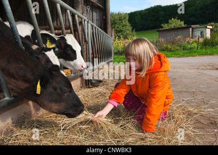 Hausrind (Bos Primigenius F. Taurus), kleine Mädchen, die Fütterung der Kühe mit Heu auf einem Bauernhof, Deutschland, Saarland Stockfoto