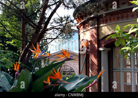 Kran-Blume, Paradiesvogel Blume, Geel Piesang (Strelitzia Reginae), Gebäude in einem Spa-Bereich im Florentiner Berg, Baden-Baden, Baden-Württemberg, Deutschland Stockfoto