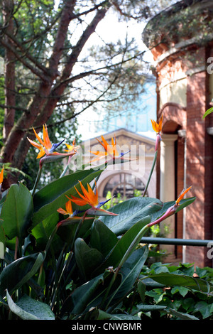 Kran-Blume, Paradiesvogel Blume, Geel Piesang (Strelitzia Reginae), Gebäude in einem Spa-Bereich im Florentiner Berg, Baden-Baden, Baden-Württemberg, Deutschland Stockfoto