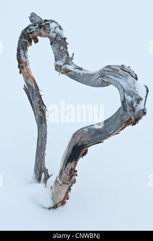 Birke (Betula spec.), Baum im Schnee gewachsen in der Form eines Herzens, Lappland, Norrbotten, Schweden, Stora Sjoefallet Nationalpark Stockfoto
