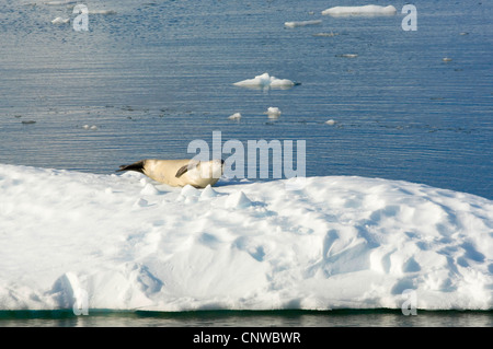 Krabbenfresserrobbe (Lobodon Carcinophagus), Dichtung, auf Eisberg, Antarktis, Neko Cove (Harboor) Stockfoto