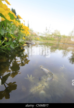 Europäischen gemeinsamen Kröte (Bufo Bufo), tot individuell nach dem Laichen an Wasseroberfläche, Deutschland Stockfoto