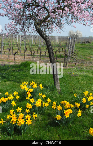 Bittermandel (Prunus Amygdalus), mit Narzissen und Weinberg im Hintergrund, Deutschland, Rheinland-Pfalz, Pfalz, Deutsche Weinstraße Stockfoto