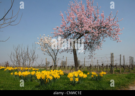 Bittermandel (Prunus Amygdalus), mit Narzissen und Weinberg im Hintergrund, Deutschland, Rheinland-Pfalz, Pfalz, Deutsche Weinstraße Stockfoto