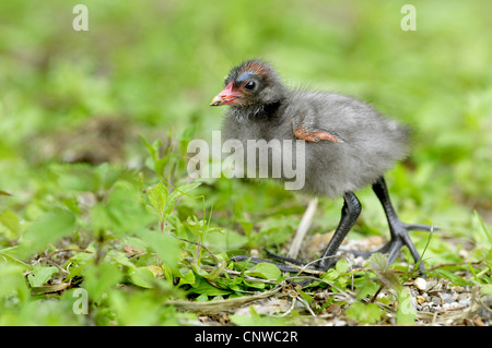 Teichhuhn (Gallinula Chloropus), Küken auf einer Wiese, deutchland Stockfoto