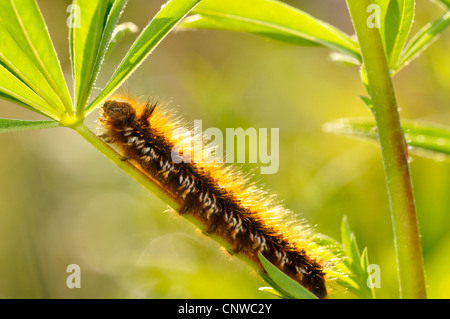 Der Trinker (Philudoria Potatoria, Euthrix Potatoria), Raupe, Deutschland Stockfoto