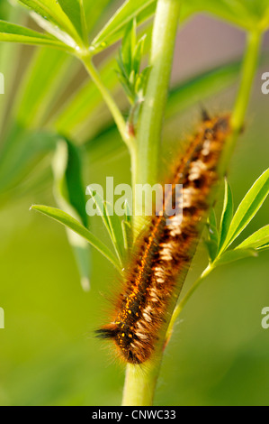 Der Trinker (Philudoria Potatoria, Euthrix Potatoria), Raupe, Deutschland Stockfoto