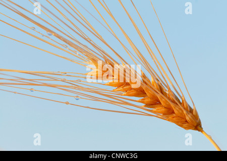 Gerste (Hordeum Vulgare), Gerste Ohr mit Morgentau, Deutschland Stockfoto