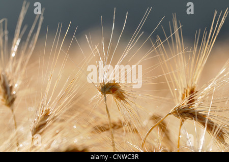 Gerste (Hordeum Vulgare), Gerste Ohren mit Morgentau, Deutschland Stockfoto