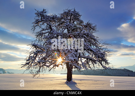 Apfelbaum (Malus Domestica), Apfelbaum im Winter morgens, Schweiz, Zuercher Oberland Stockfoto