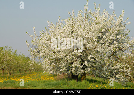 Zwerg-Kirsche, Morello Kirsche, Sauerkirsche (Prunus Cerasus), blühenden Kirschbaum mit Löwenzahn, Deutschland, Rheinland-Pfalz, Pfalz, Deutsche Weinstraße Stockfoto