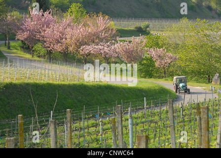 Weinberg-Landschaft im Frühling am Kaiserstuhl, Deutschland, Baden-Württemberg, Ihringen Stockfoto