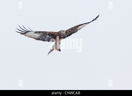 Rotmilan (Milvus Milvus), fliegen bei fallendem Schnee, Schweiz, Zuercher Oberland Stockfoto