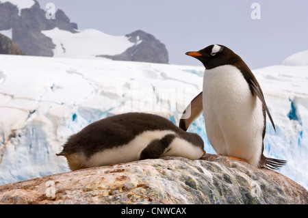 Gentoo Penguin (Pygoscelis Papua), mit Küken auf Rock, Antarktis, Cuverville Island Stockfoto