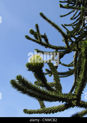 Affen-Puzzle-Baum, Affen-Schwanz-Baum, Pinonero, Pewen, Chilenische Kiefer (Araucaria araucana), Ast mit weiblichem Kegel Stockfoto