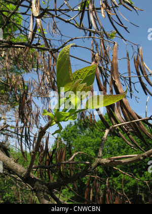 Indische Bohne Baum (Catalpa Bignonioides), Blatt Schießereien und Früchte des Jahres vor Stockfoto