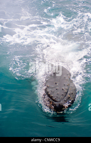 Buckelwal (Impressionen Novaeangliae), Schwimmen, Antarktis Stockfoto