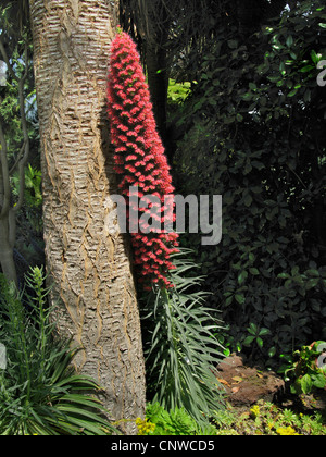 Turm der Juwelen (Echium Wildpretii), symbolische Blume der Berg Teide auf Teneriffa, stützte sich auf den Stamm ein Drachenbaum Stockfoto