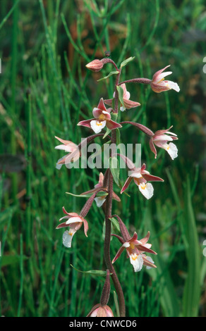 Marsh Helleborine (Epipactis Palustris), Blütenstand Stockfoto