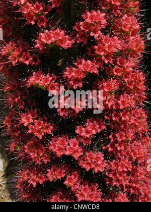 Turm der Juwelen (Echium Wildpretii), symbolische Blume der Berg Teide auf Teneriffa, blühen Stockfoto