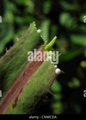 Großer Salat, Gift-Lattich (Lactuca Virosa), Chyle am Fuße des ein Schnitt Blatt, Deutschland, Nordrhein-Westfalen Stockfoto