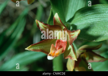 östliche Sumpf Helleborine, knappe Helleborine (Epipactis Veratrifolia), Blume, Zypern, Zypern Stockfoto