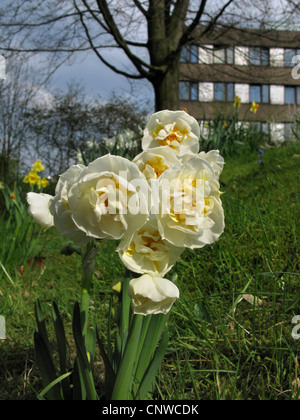 Narzisse (Narcissus 'Bridal Crown', Narcissus Bridal Crown), doppelte Narzisse, Sorte Bridal Crown Stockfoto