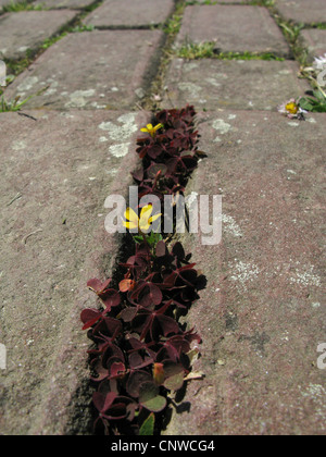 gelb Oxalis, schleichende Sauerklee, Lady es Sauerampfer, dickstämmige gelbe Sauerampfer (Oxalis Corniculata), wächst auf einem Pflaster, Deutschland, Nordrhein-Westfalen Stockfoto