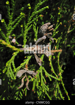 Chinesische Arbor Vitae (Thuja Orientalis, Platycladus Orientalis), Zweig mit Zapfen Stockfoto