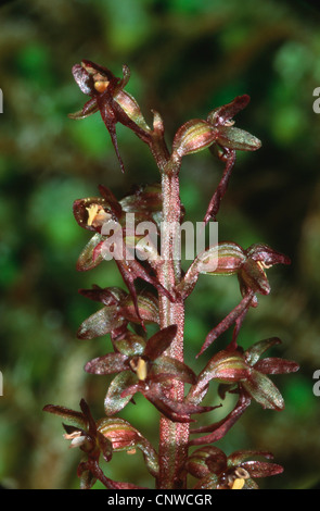 geringerem Nestwurzen, Herz-leaved Nestwurzen, Telekie Nestwurzen (Listera Cordata), Blumen Stockfoto