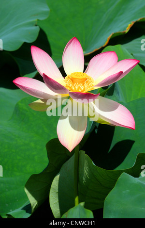 Ost-indischen Lotus (Nelumbo Nucifera), Blume Stockfoto