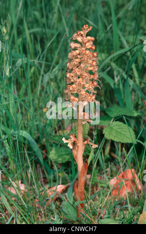 Vogelnest-Orchidee (Neottia Nidus-Avis), blühende individuelle Stockfoto