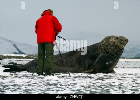 südlichen See-Elefanten (Mirounga Leonina), Tierfilmer mit Meer Elefanten an der Küste, Suedgeorgien, Salisbury Plains Stockfoto