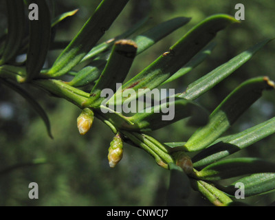 Eiben (Taxus Baccata), Blumen Stockfoto