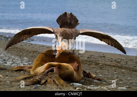 Südlichen giant Petrel, giant Petrel (Macronectes Giganteus), sitzt auf einem Kadaver ein Meer-Elefant, Antarktis, Suedgeorgien, Fortuna Bay Stockfoto