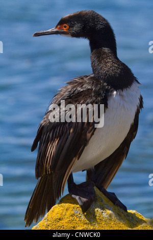 Magellan Kormoran (Phalacrocorax Magellanicus), sitzen auf der Felseninsel, Falkland-Inseln, Kadaver Stockfoto