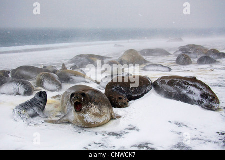 südlichen See-Elefanten (Mirounga Leonina), liegen am Strand, Antarktis, Suedgeorgien, Salisbury Plains Stockfoto