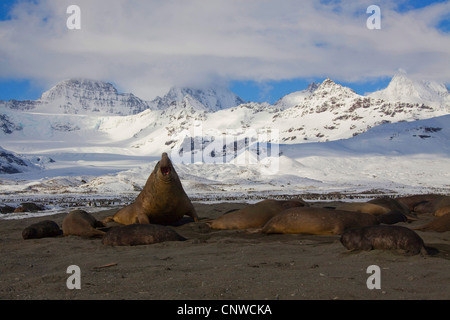 südlichen See-Elefanten (Mirounga Leonina), liegen am Strand, Antarktis, Suedgeorgien, St. Anrews Bay Stockfoto