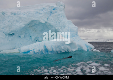 Leopard seal (Hydrurga Leptonyx), im blauen Wasser des südlichen Ozeans, Antarktis Stockfoto