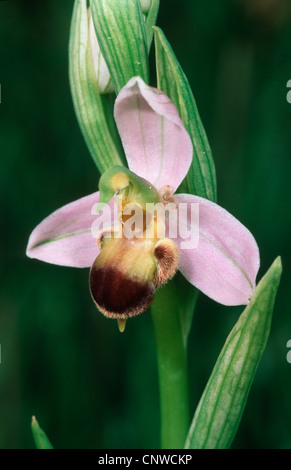Biene Orchidee (Ophrys Apifera var. bicolor), Blume, Zypern Stockfoto