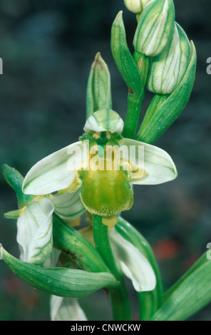 Grüne Biene Orchidee (Ophrys Apifera var. Chlorantha), Blume, Zypern Stockfoto