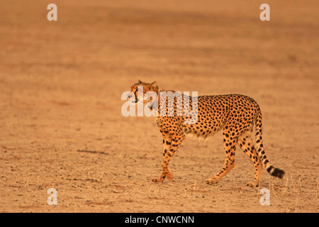 Gepard (Acinonyx Jubatus), Jagd, Northern Cape, Südafrika, Kgalagadi Transfrontier NP Stockfoto