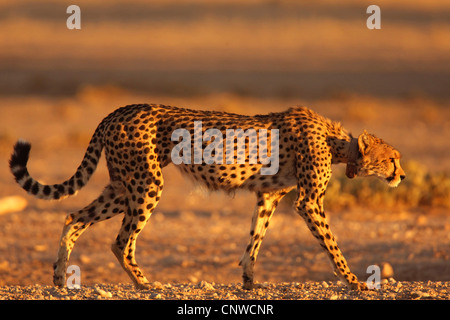 Gepard (Acinonyx Jubatus), Jagd, Northern Cape, Südafrika, Kgalagadi Transfrontier NP Stockfoto