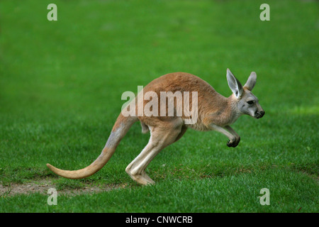 rote Känguruh, Känguru, blauen Flieger (Macropus Rufus, Megaleia Rufa), Ebenen springen Stockfoto