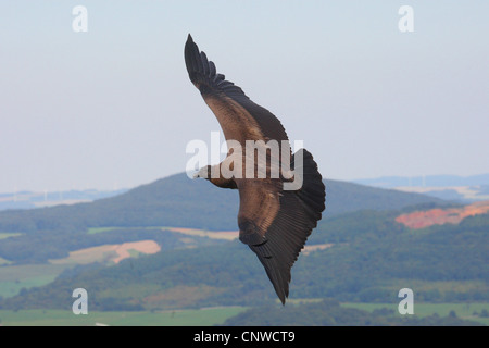 Andenkondor (Vultur Kondor), fliegen Stockfoto